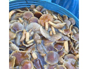 河北供應優質鹽漬滑子菇，2*3，全開傘