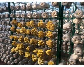 大棚食用菌出菇架 網格架 蘑菇架