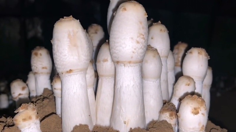 雞腿菇菌種