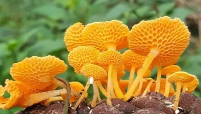 帶你看彩色蘑菇——黃色系